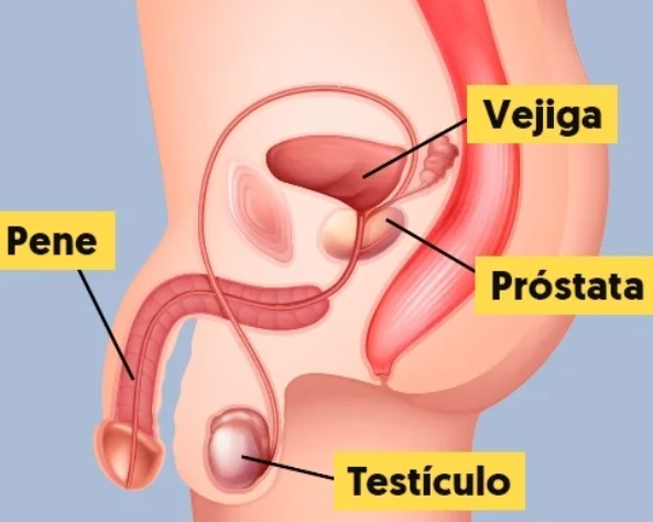 Qué es la próstata, problemas, soluciones y beneficios de usar juguetes que la estimulan