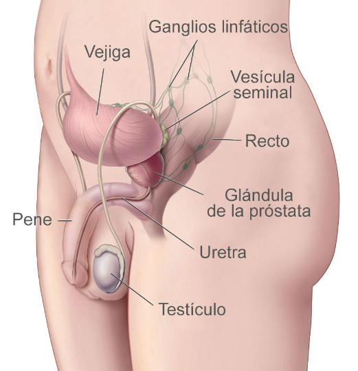 Todo lo que debes Saber sobre la Próstata